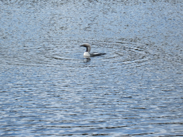 Fina fiskevatten här