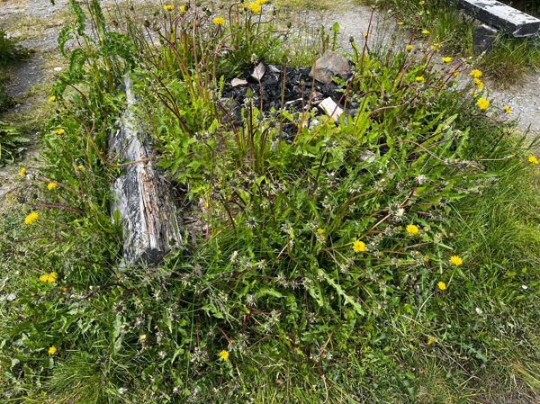 Jo, det finns en eldstad där under det gröna